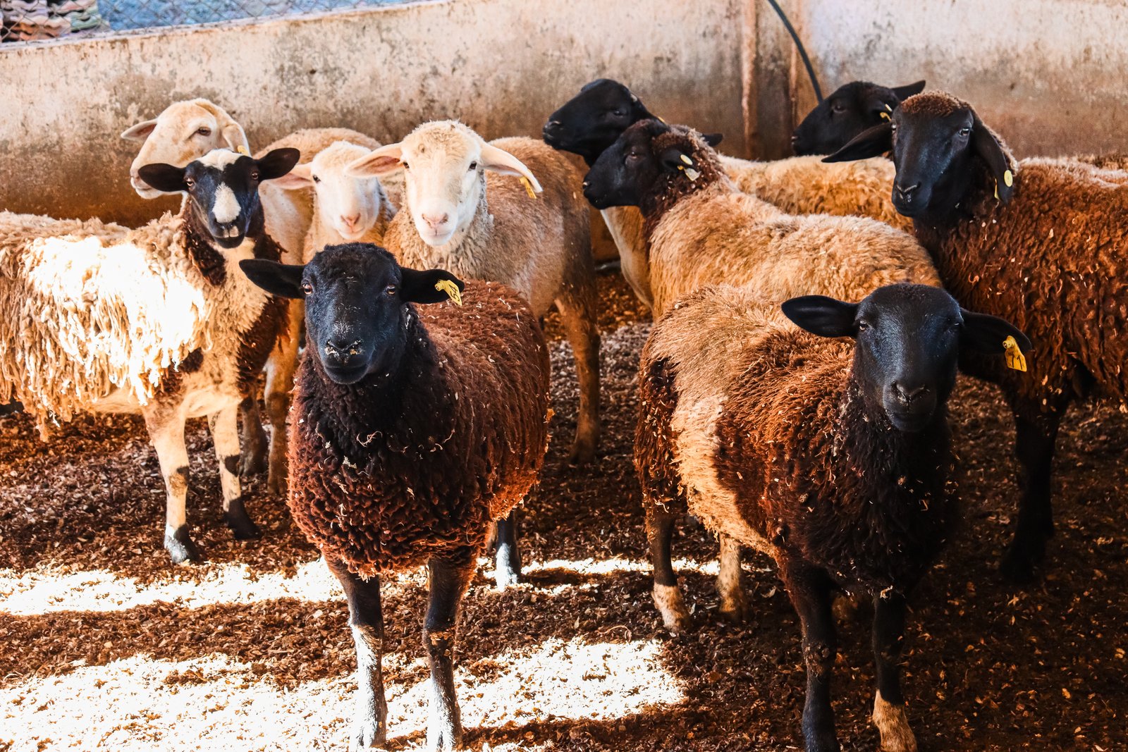Foto de FAZENDA SUPER 500