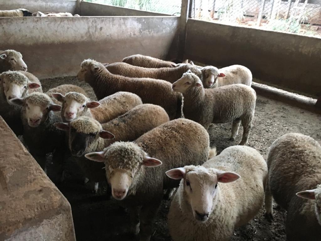 Foto de FAZENDA SUPER 500