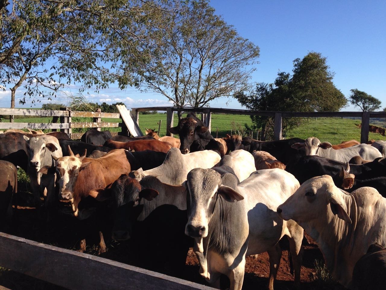 Foto de FAZENDA SUPER 500