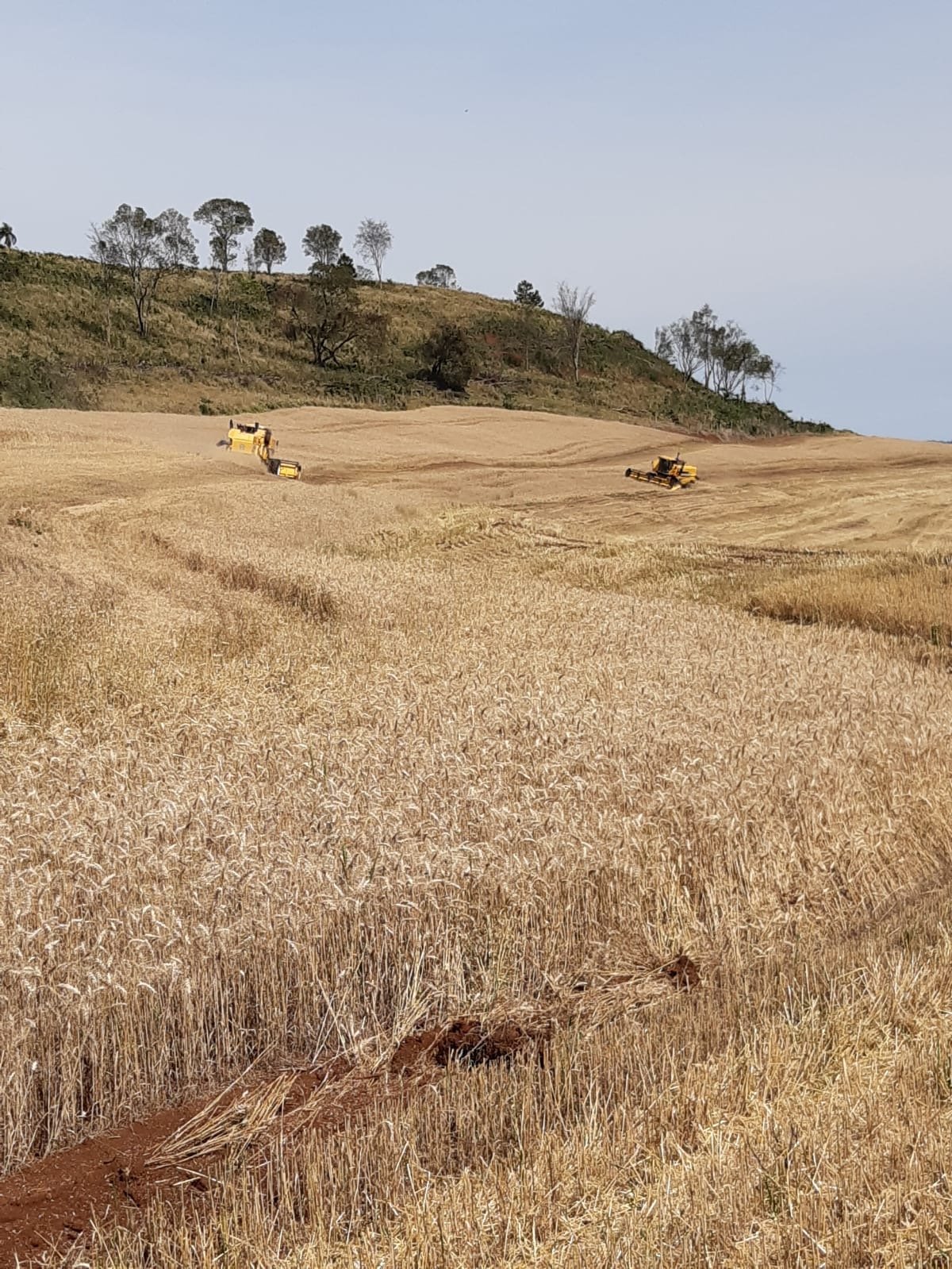 Foto de FAZENDA SUPER 500