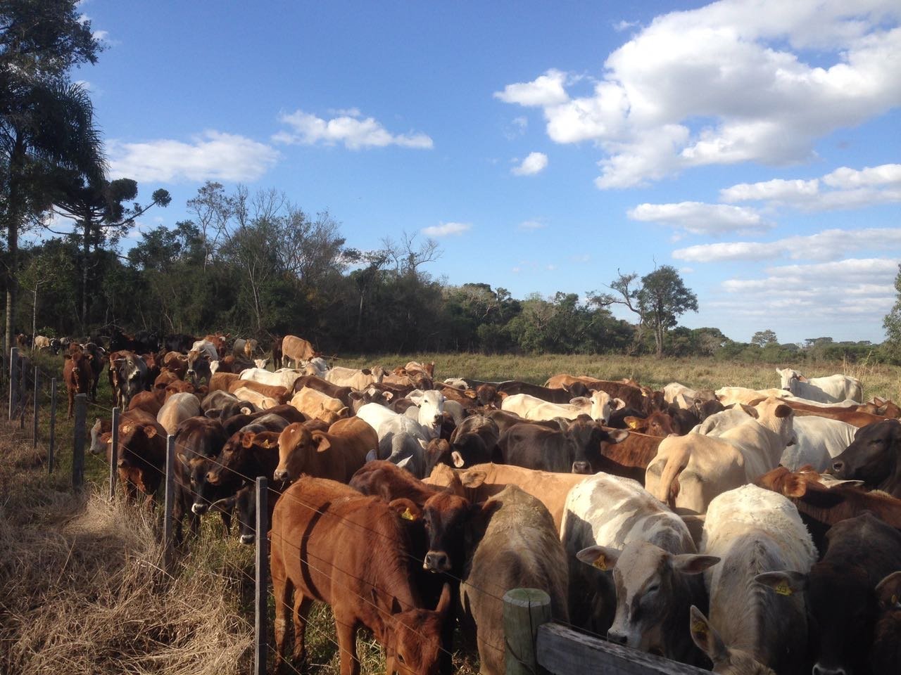 Foto de FAZENDA SUPER 500