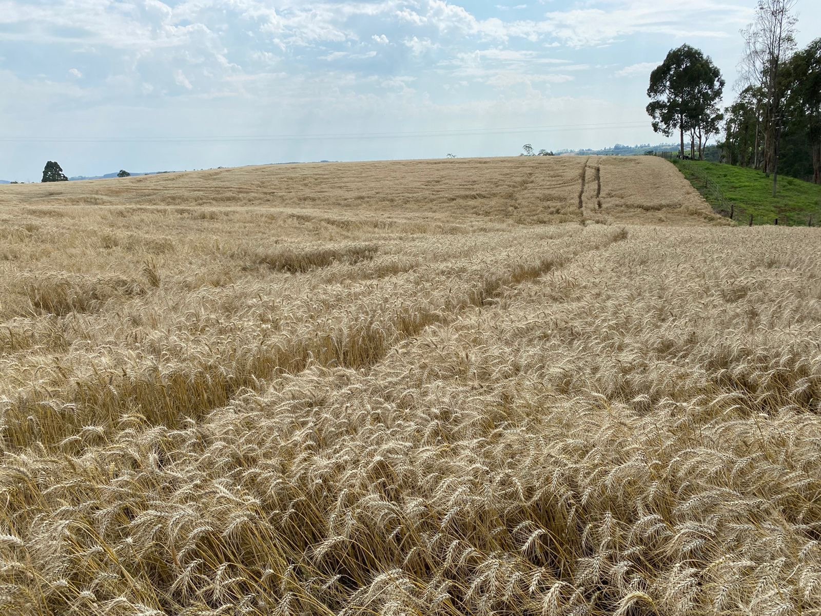 Foto de FAZENDA SUPER 500