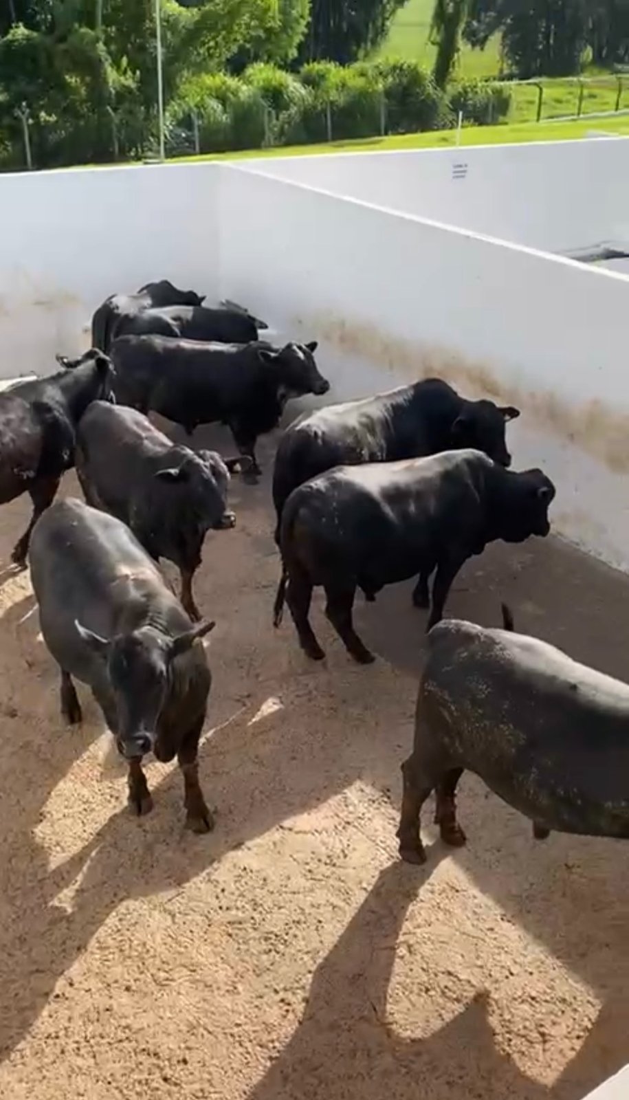 Foto de FAZENDA SUPER 500